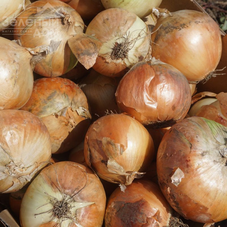 Фоккер F1 / Fokker F1 фото 1