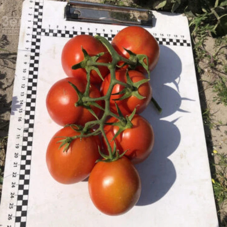 9969 F1 / 9969 F1, 105 дней фото 10