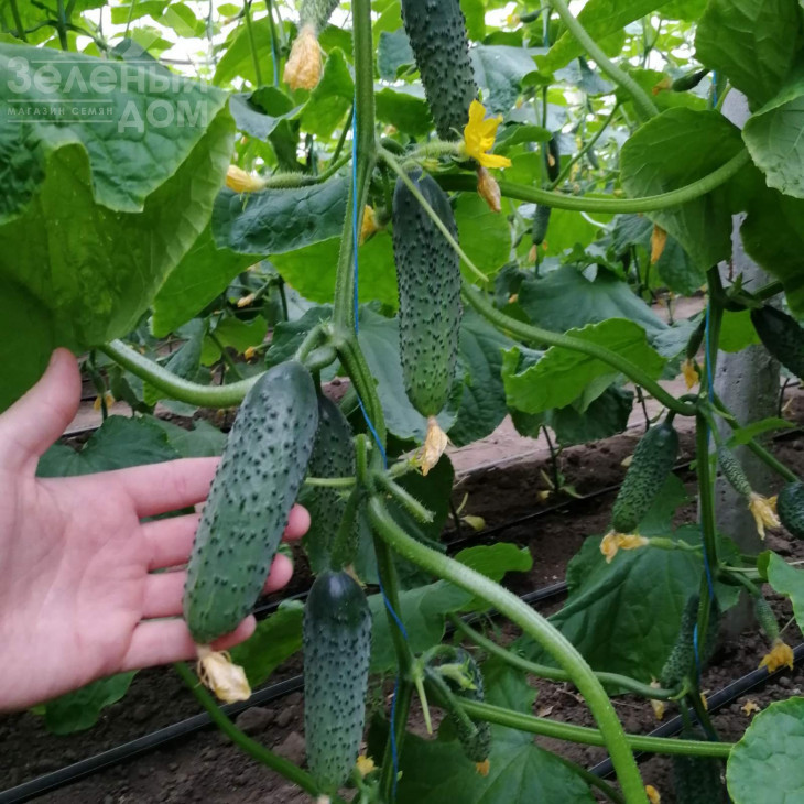 Балінт F1 / Balinte F1 фото 2