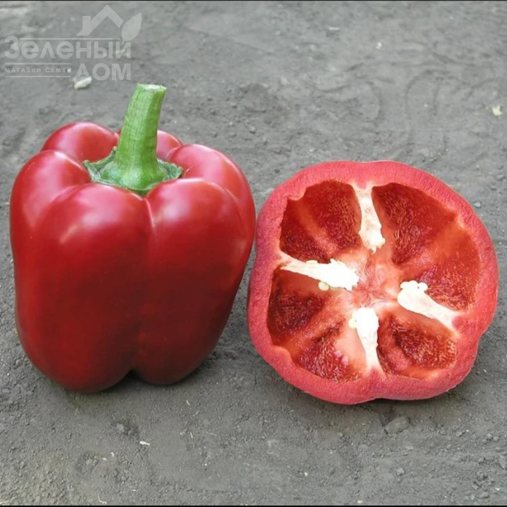 Аристотель F1 / Aristotel F1,70-75 дней фото 2