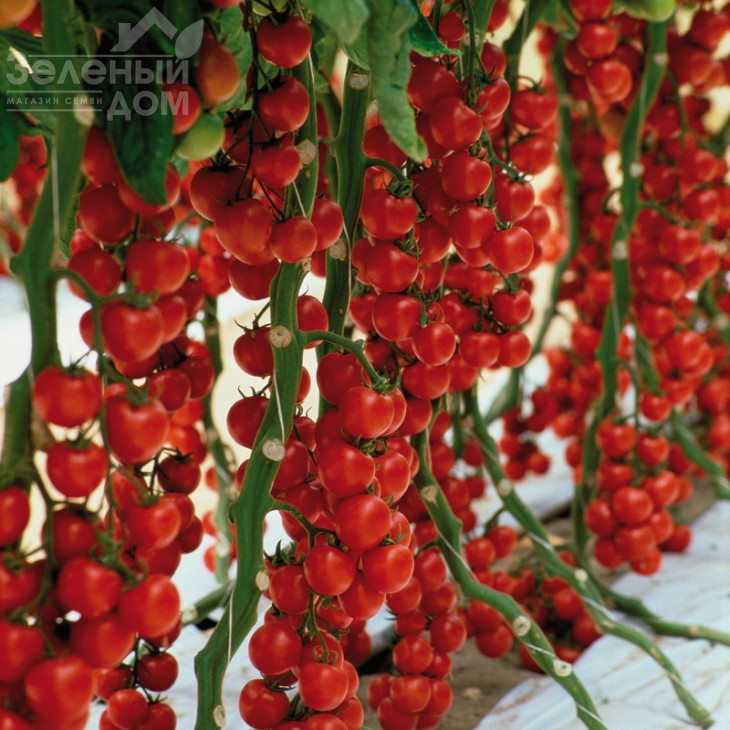 Сакура F1 / Sakura F1 фото 3