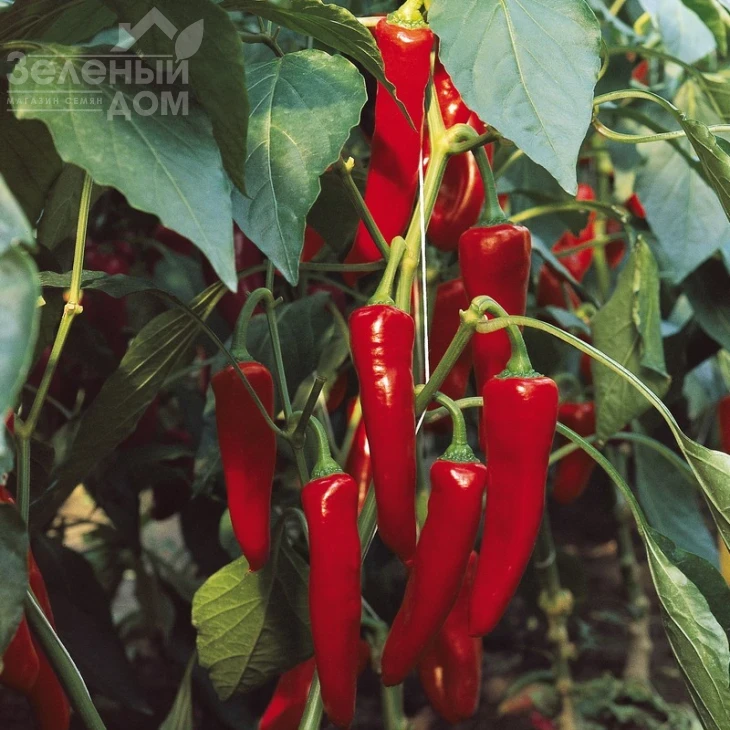 Шакира F1 / Shakira F1 фото 2