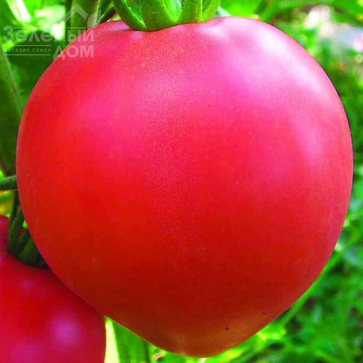 Бычье сердце розовое / Bych'ye serdtse rozovoye, 100-105 дней фото 1