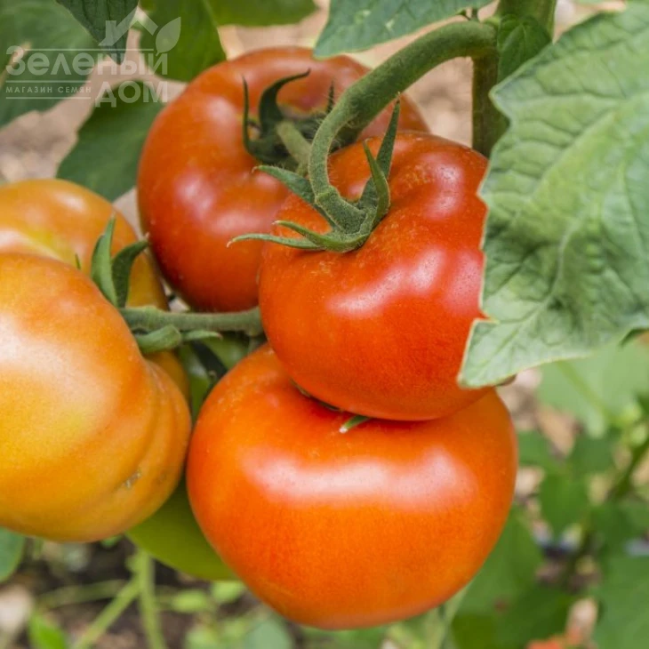 Гравитет F1 / Gravitet F1,95-100 дней фото 2