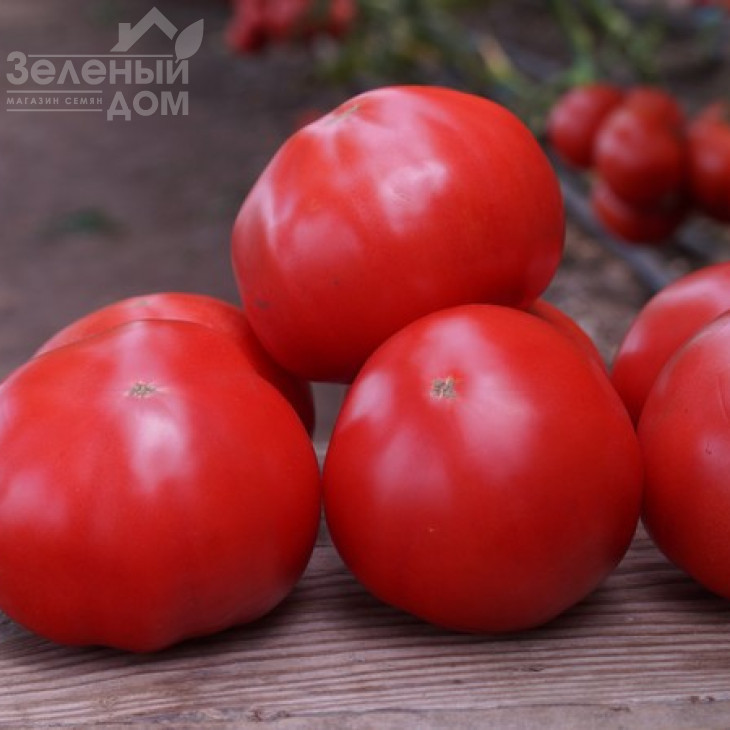 Макан F1 / Macan F1,55 днів фото 2