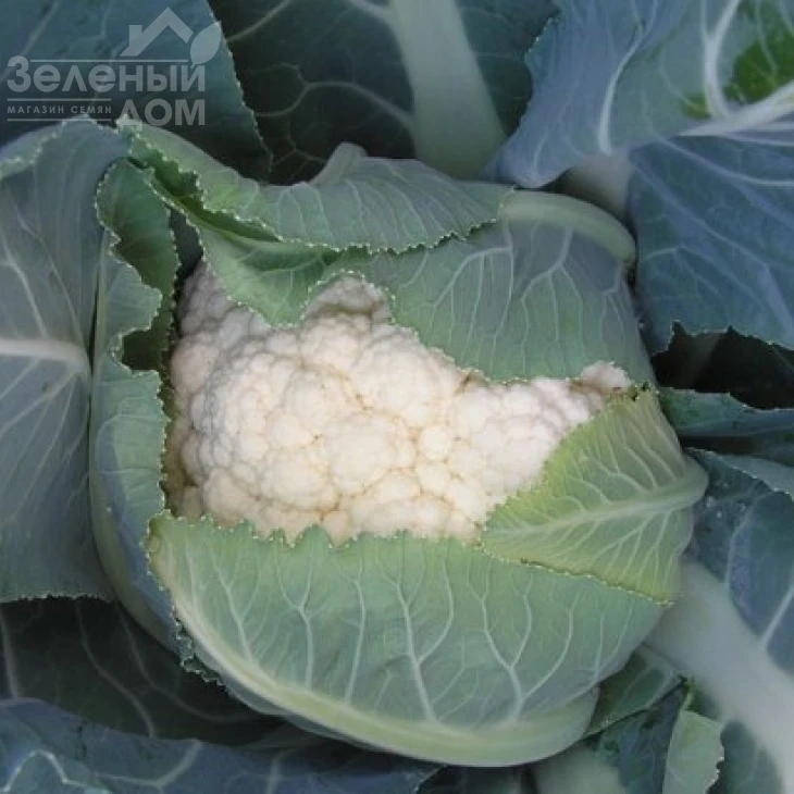 Рауль F1 / Raul F1,85-95 дней фото 1