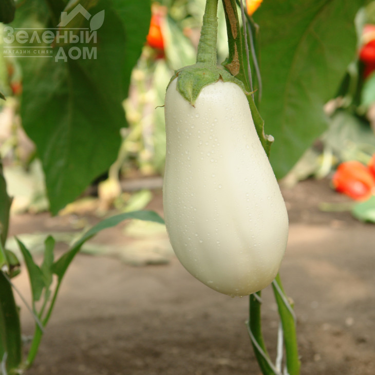 Бібо F1 / Bibo F1,50-55 днів фото 5