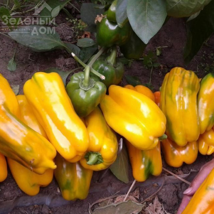 Джеміні F1 / Gemini F1,72-78 днів фото 2