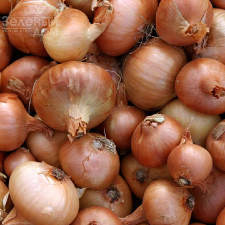 Августа / Augusta,260-280 днів фото 1