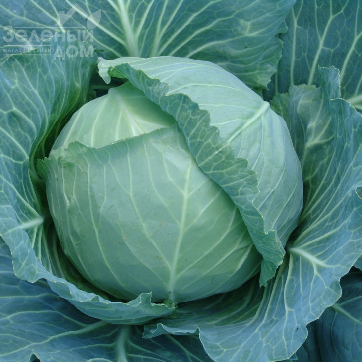 Зеус F1 / Zeus F1,75-80 днів фото 1