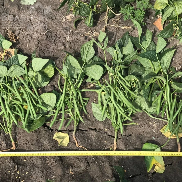 Месси / Messi,58-62 дня фото 2