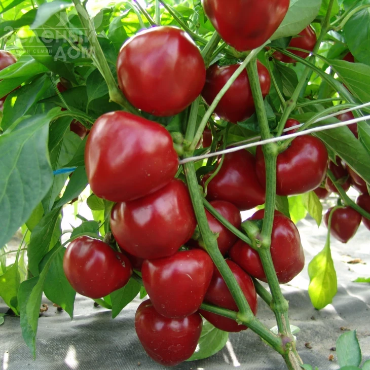 Думас / Dumas фото 1