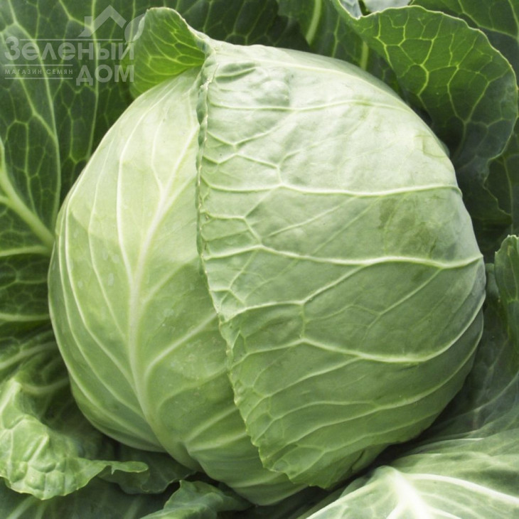 Копенгаген Маркет/ Copenhagen Market фото 1