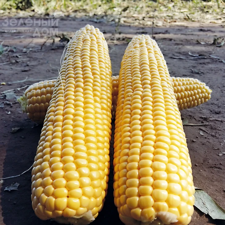 Шайнрок F1 / Shinerock F1,86 дней фото 1