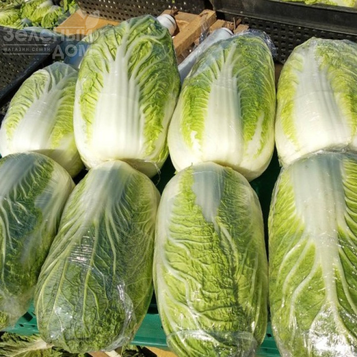 К'юстар F1 / Questar F1,55 днів фото 2