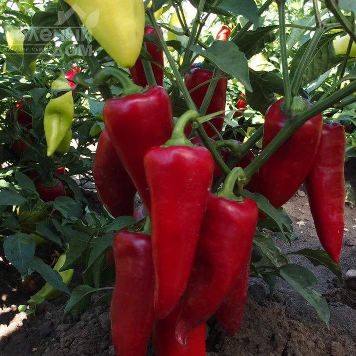 Сакура / Sakura фото 1