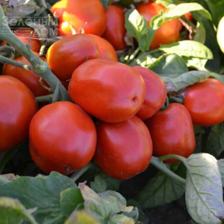 Грандо F1 / Grando F1,95 дней фото 5