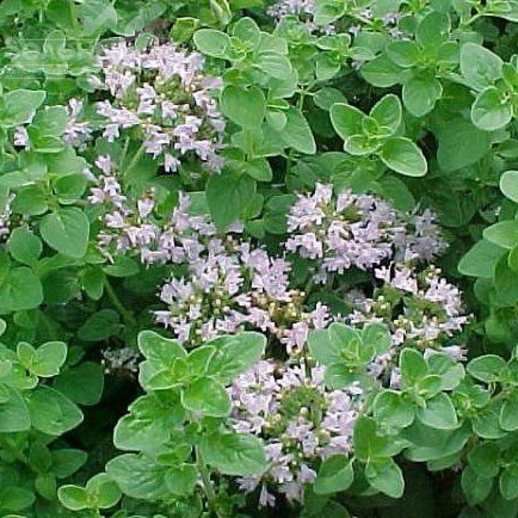 Майоран / Mayoran  фото 1