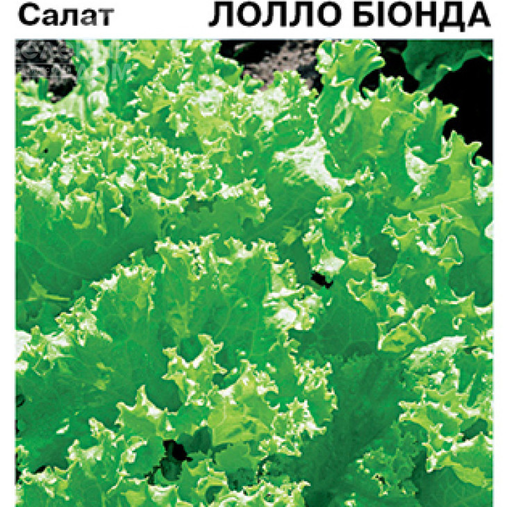 Лолло Біонда / Lollo Bionda фото 1