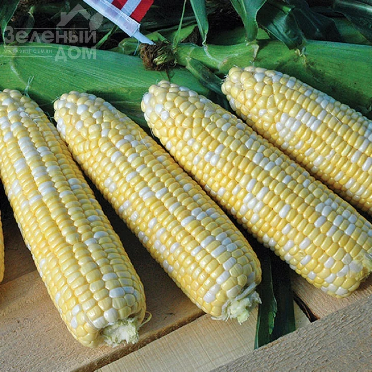 Камберленд F1 / Cumberland F1,76-77 дней фото 1