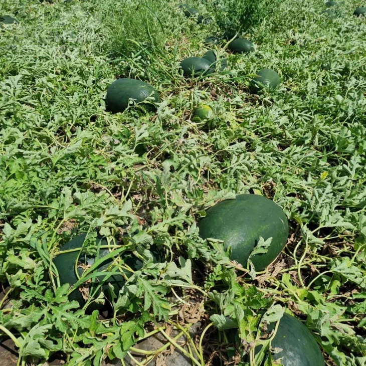 ЦРХ 10510 F1 / CRX 10510 F1 фото 2