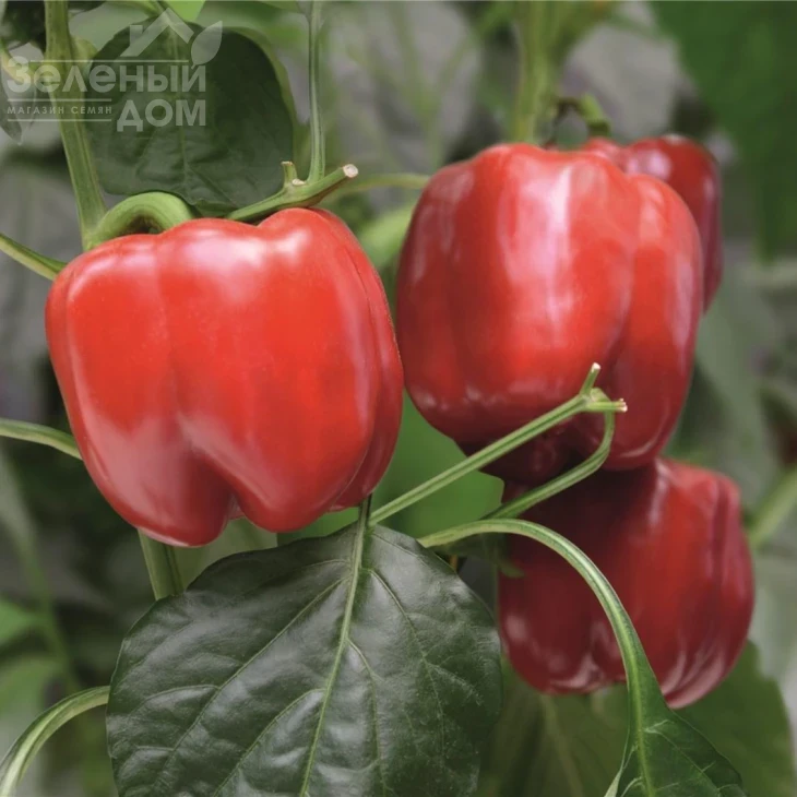 Чайка F1 / Chayka F1, 70-75 дней фото 1