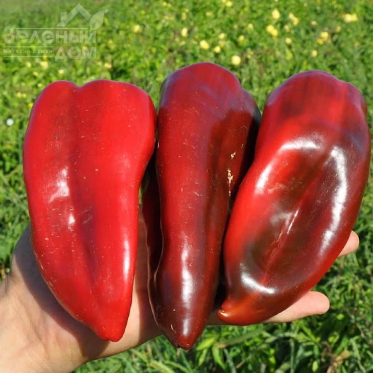 Капелло F1 / Capello F1,60-65 дней фото 1