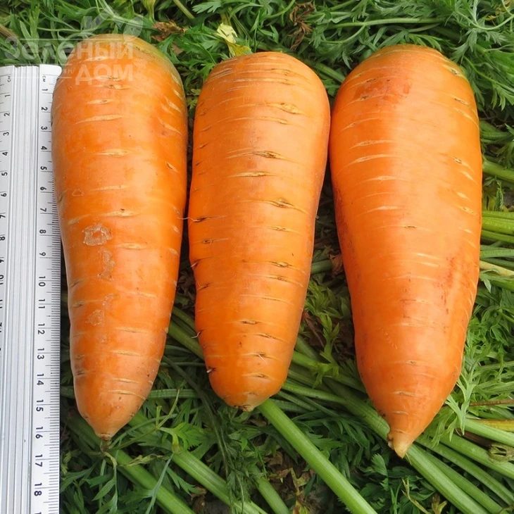 Болтекс / Boltex,110-120 дней фото 1