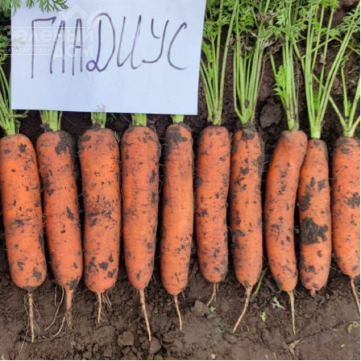 Гладіус F1 / Gladius F1, 120 днів фото 1