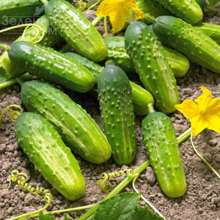 Аякс F1 / Ajax F1,42-44 дні фото 3