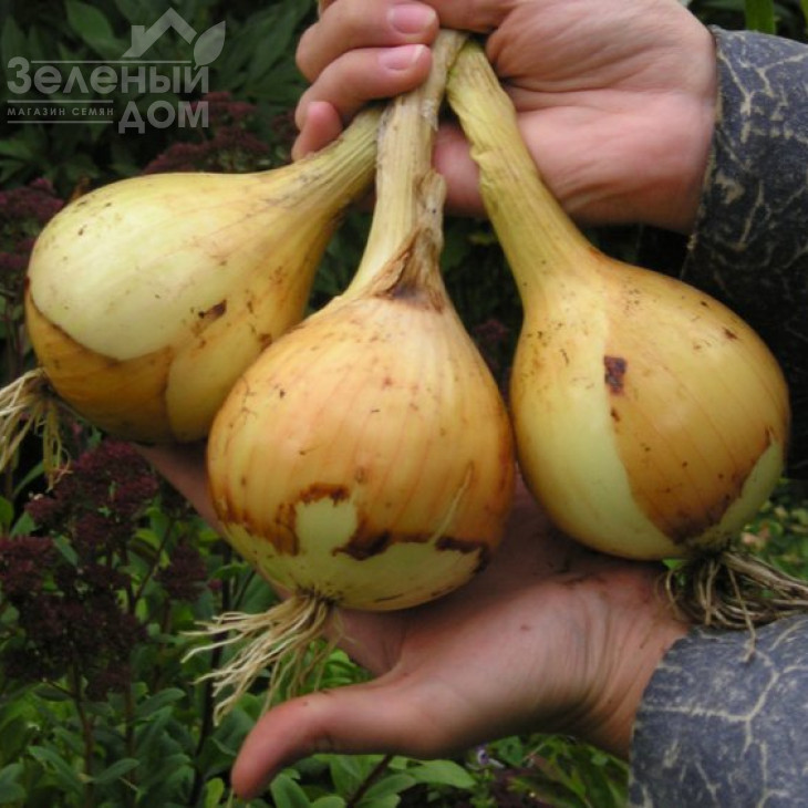 Ексібішн / Exhibition,140-160 днів фото 2