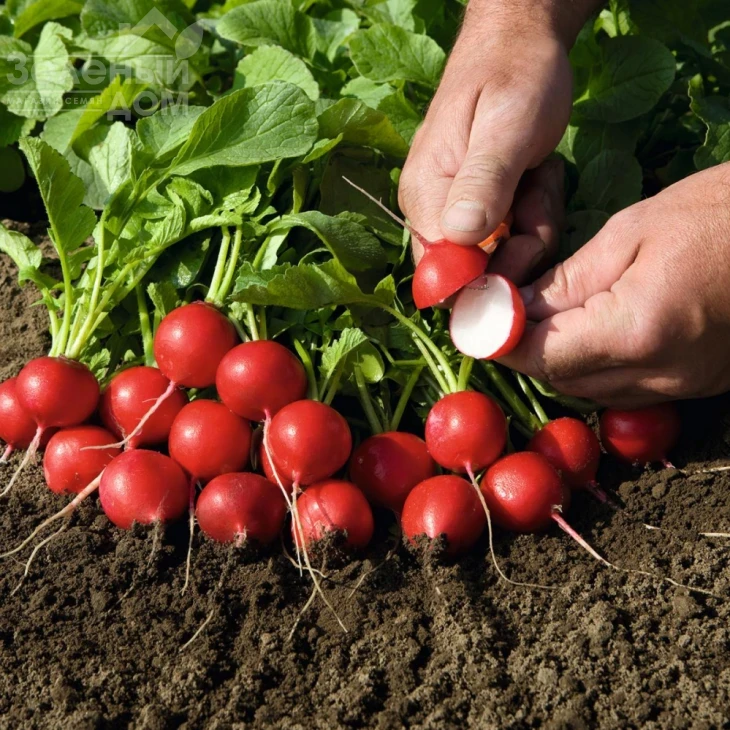 Рудольф / Rudolf,18-24 дня фото 2