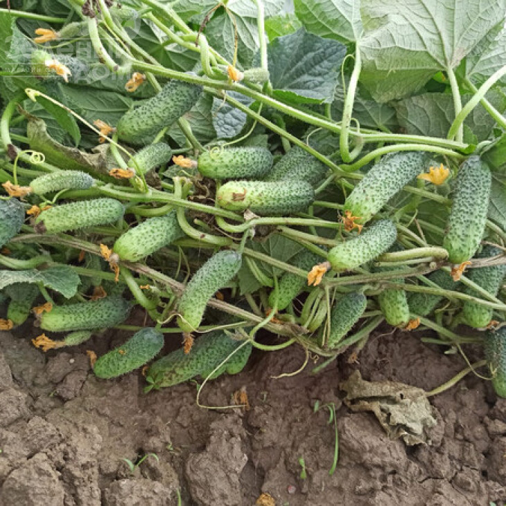 Дієз F1 / Diyez F1 фото 1