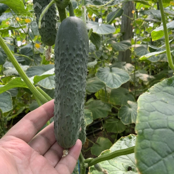 Америго F1 / Amerigo F1, 48-50 дней фото 2