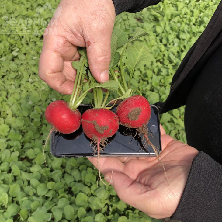 Бодіам F1 / Bodiam F1, 20-25 днів фото 3