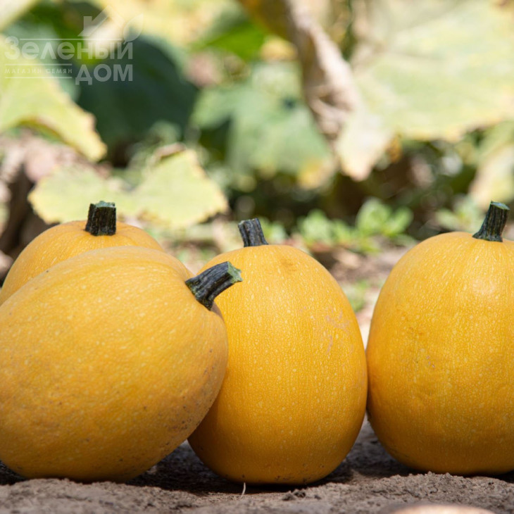 Альденте F1 / Aldente F1  фото 1