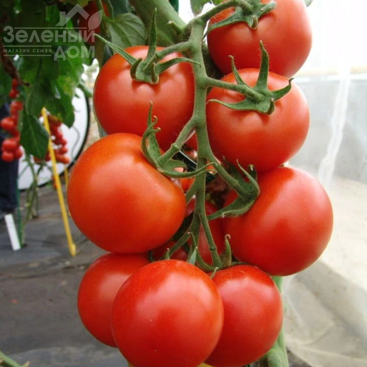 Педро F1 / Pedro F1 фото 1