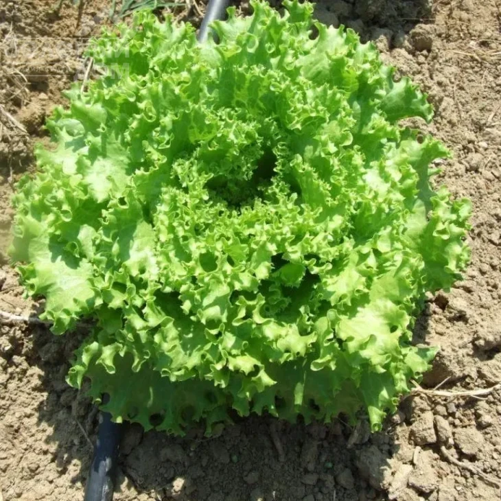 Аннисол / Annisol  фото 2