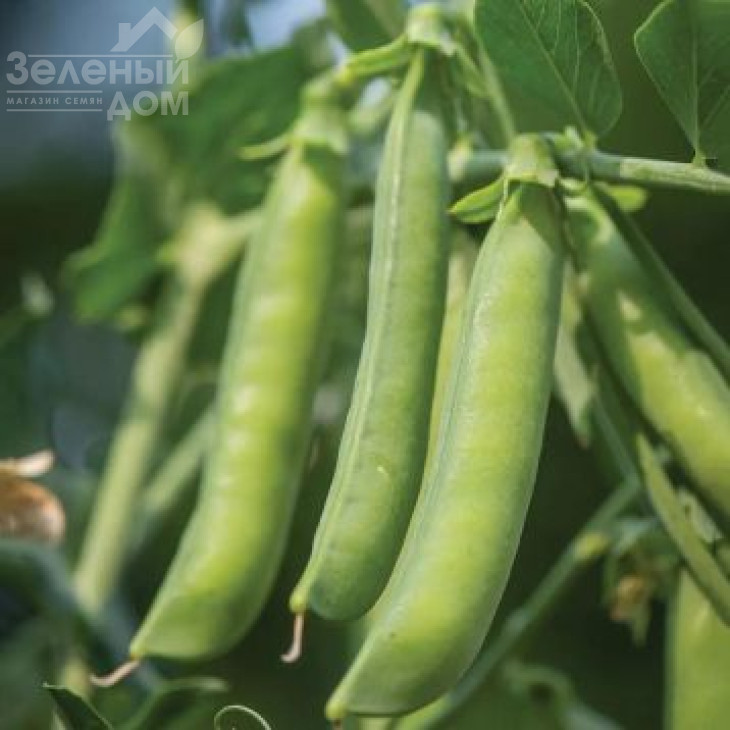 Шугар Флеш / Sugar Flesh,70 днів фото 1