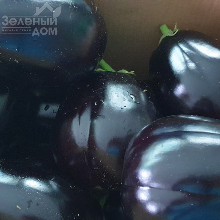 Рафаела F1 / Rafaela F1, 65 днів фото 7