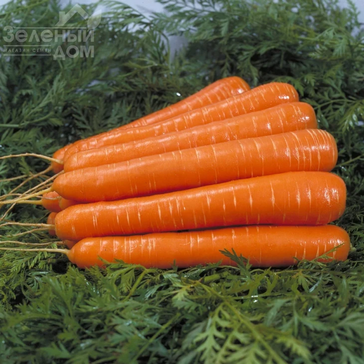 Дордонь F1 / Dordon F1, 115-120 дней фото 1