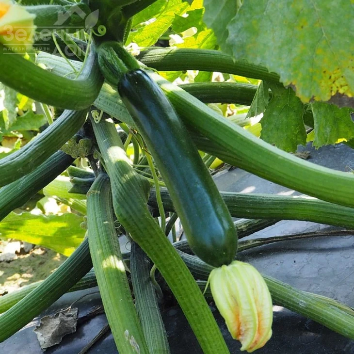 Ноа F1 / Noa F1 фото 1