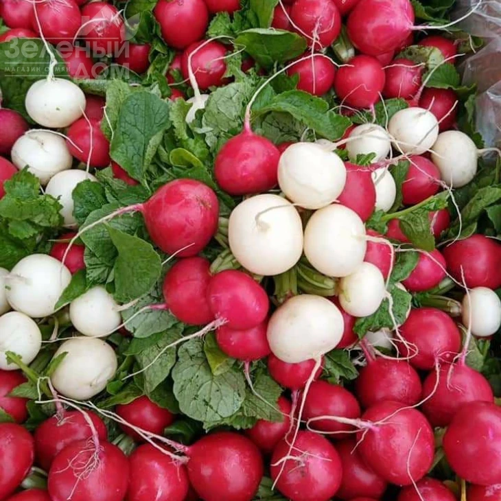 Диего F1 / Diego F1,22-23 дня фото 5