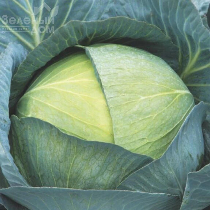 Саксесор F1 / Saksesor F1,110-115 дней фото 1