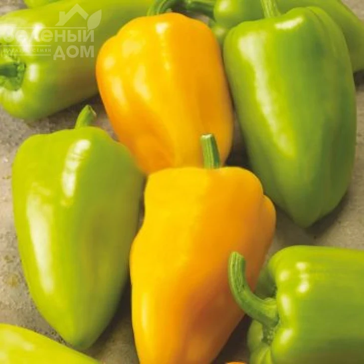 Голдус F1 / Goldus F1, 60-70 дней фото 1