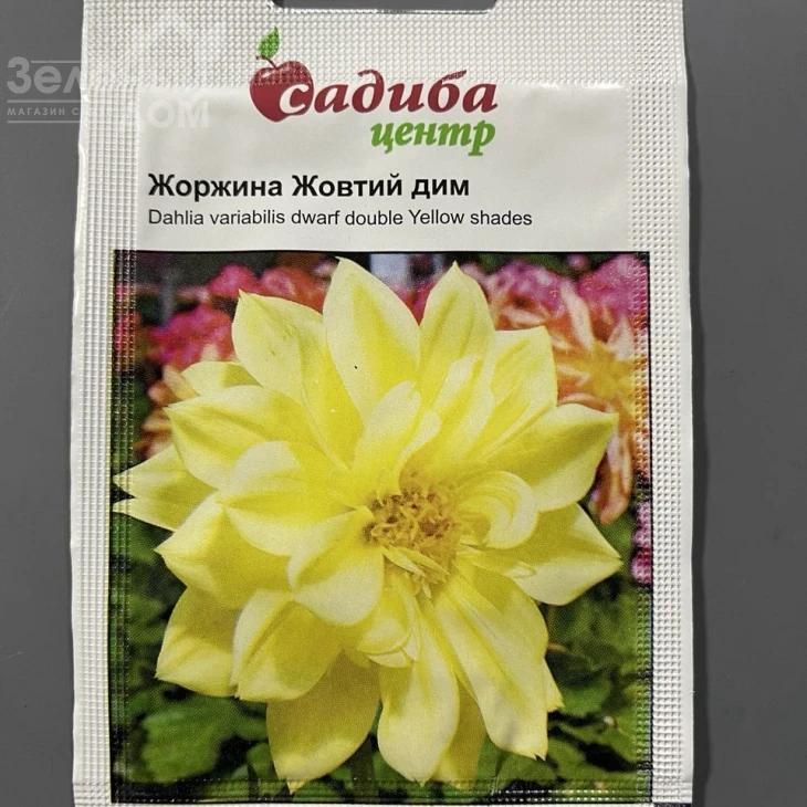 Жоржина Жовтий дим фото 1
