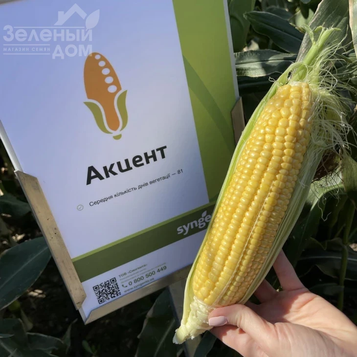 Акцент F1 / Accent F1,81 день фото 1