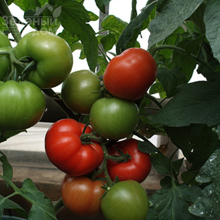 Магнус F1 / Magnus F1,60-65 днів фото 3