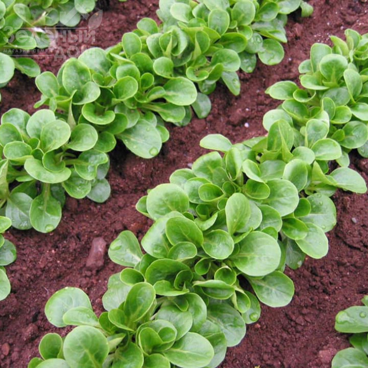 Акцент / Accent фото 3