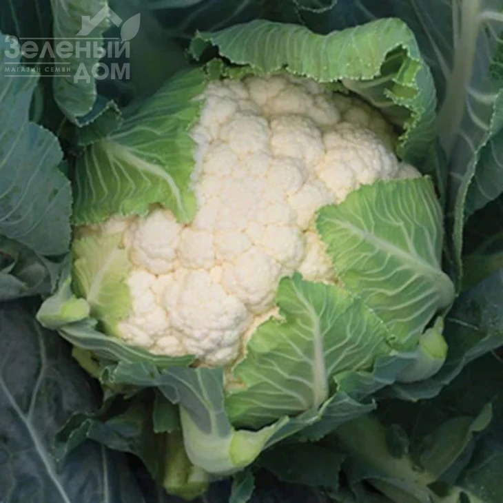 Кларина F1 / Klarina F1,77-85 дней фото 1